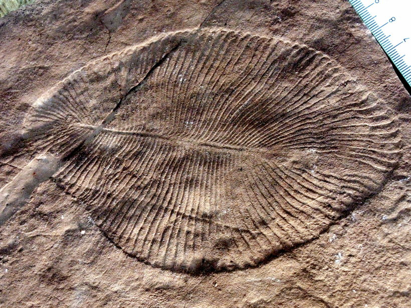 Много миллионов лет назад: первые в мире животные