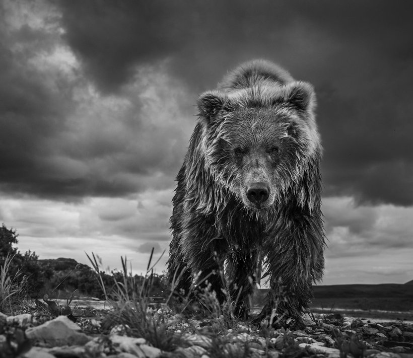 Блог - 15 ошеломительных фото дикой природы от любимого фотографа принца Уильяма 15 ошеломительных фото дикой природы от любимого фотографа принца Уильяма