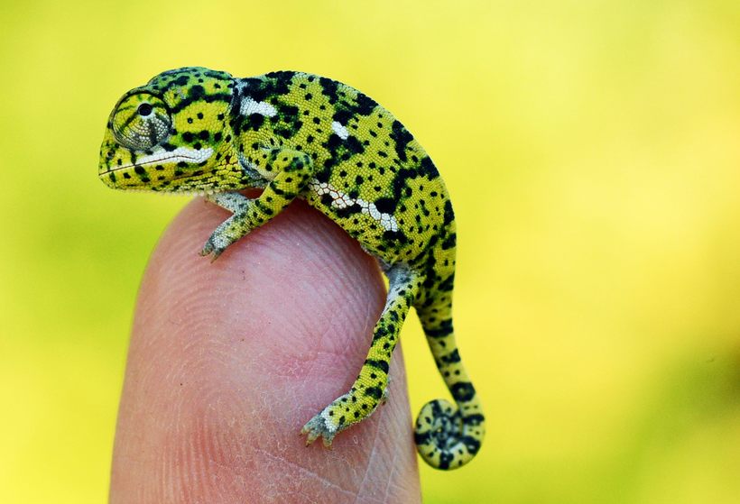 10 забавных фото детенышей хамелеонов, которые заставят тебя влюбиться в них