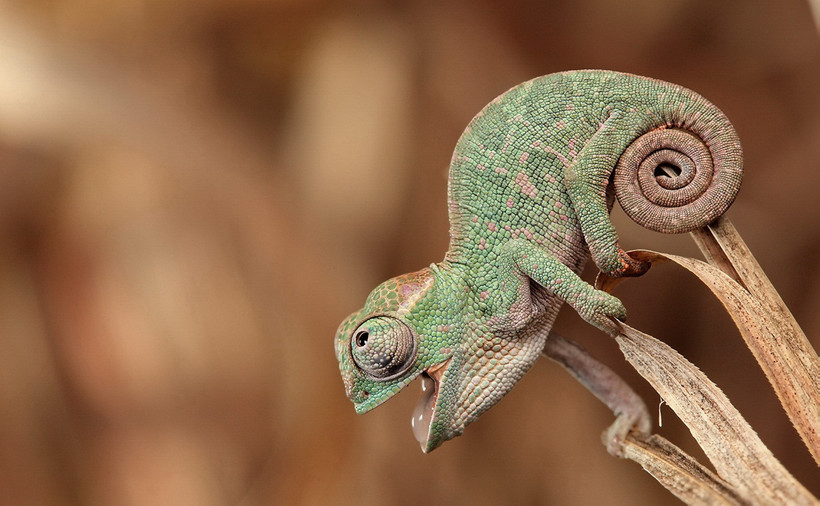 10 забавных фото детенышей хамелеонов, которые заставят тебя влюбиться в них