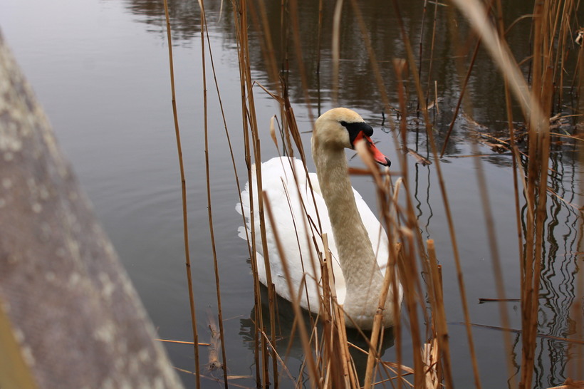 Лебедь на Куршской Косе