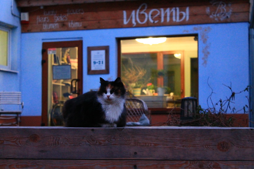 Усатый кот на улицах Зеленоградска