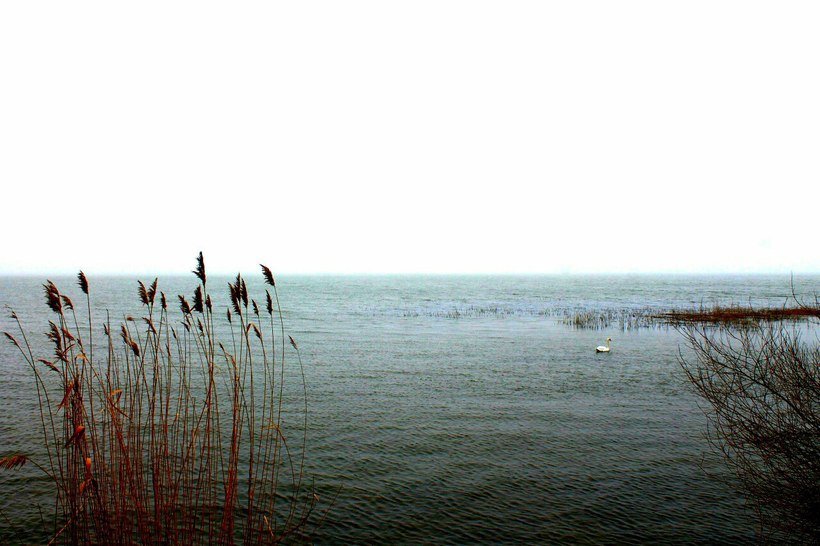 Лебедь в заливе на Куршской косе