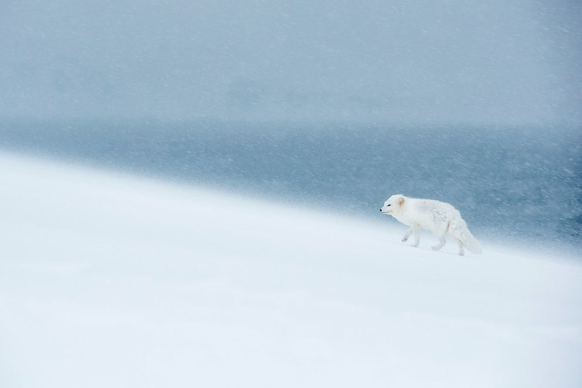 Блог - Самые блестящие таланты конкурса Outdoor Photographer, которые точно заслужили победы Самые блестящие таланты конкурса Outdoor Photographer, которые точно заслужили победы