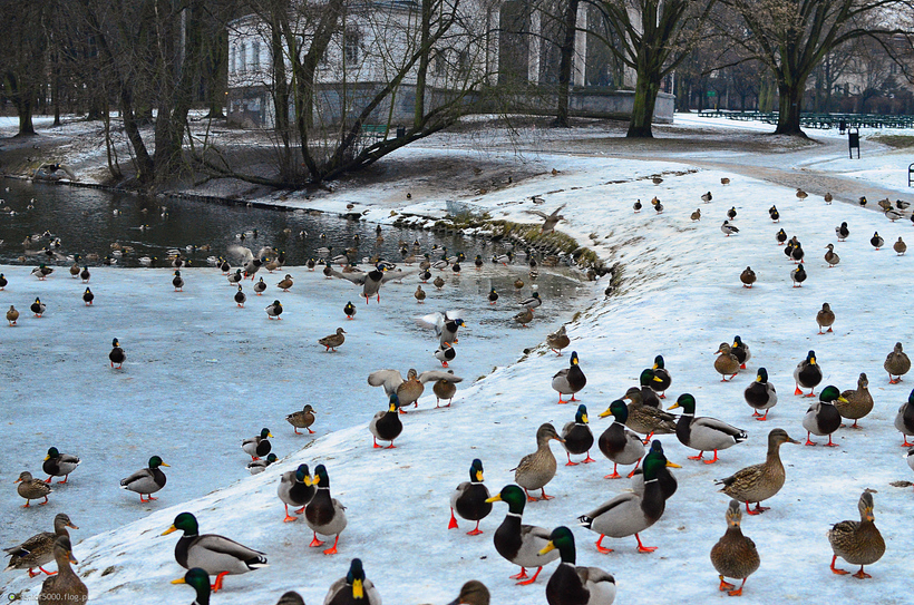 Парк имени Адама Мицкевича 