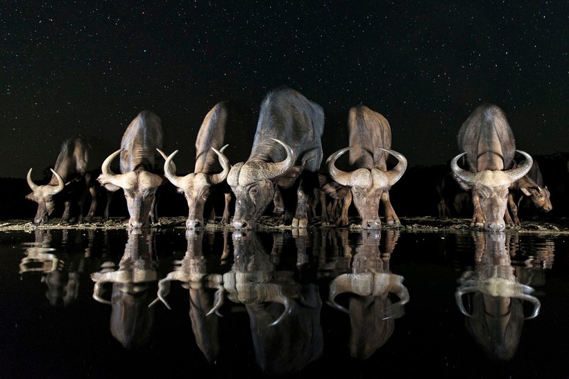 Блог - 20 самых сильных снимков финалистов конкурса Sony World Photography Awards 2017 20 самых сильных снимков финалистов конкурса Sony World Photography Awards 2017