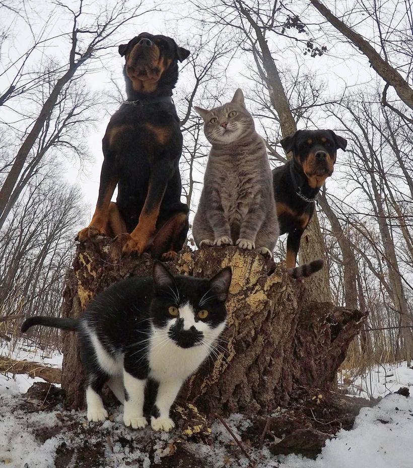 Блог - 10 классных фото животных со всего мира, которые выглядят как рок-звезды 10 классных фото животных со всего мира, которые выглядят как рок-звезды