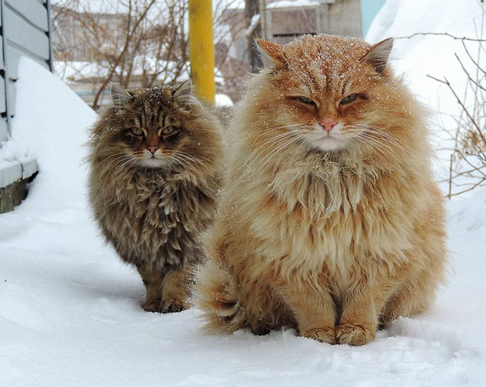 Блог - 10 классных фото животных со всего мира, которые выглядят как рок-звезды 10 классных фото животных со всего мира, которые выглядят как рок-звезды