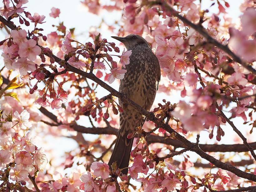20 завораживающих фото из японского Инстаграма о том, что весна пришла! 