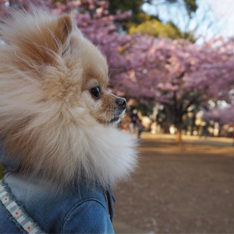 20 завораживающих фото из японского Инстаграма о том, что весна пришла! 