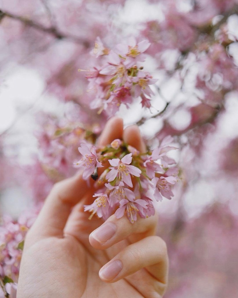 20 завораживающих фото из японского Инстаграма о том, что весна пришла! 