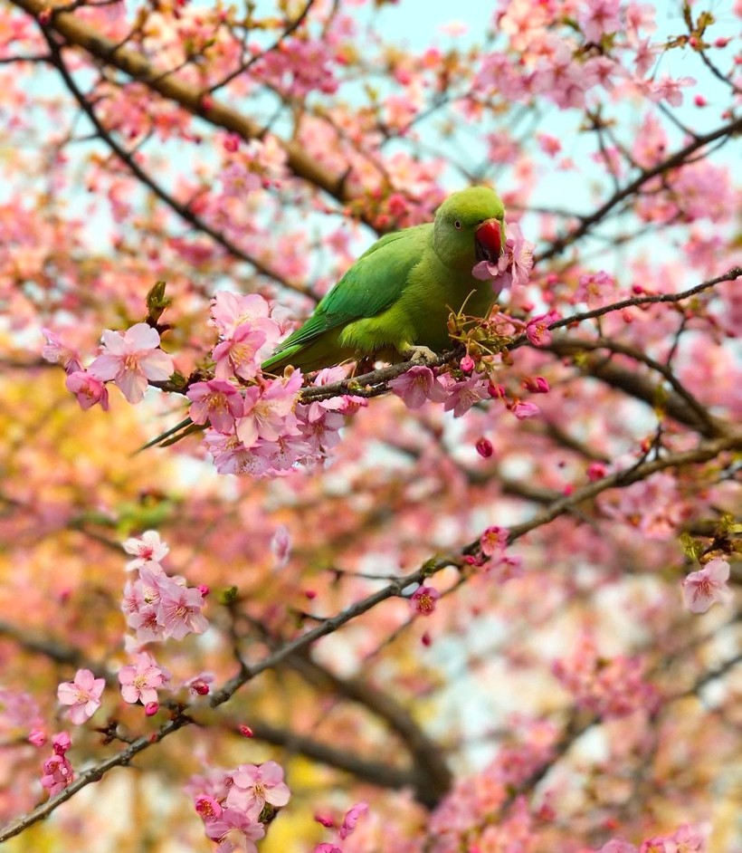 20 завораживающих фото из японского Инстаграма о том, что весна пришла! 