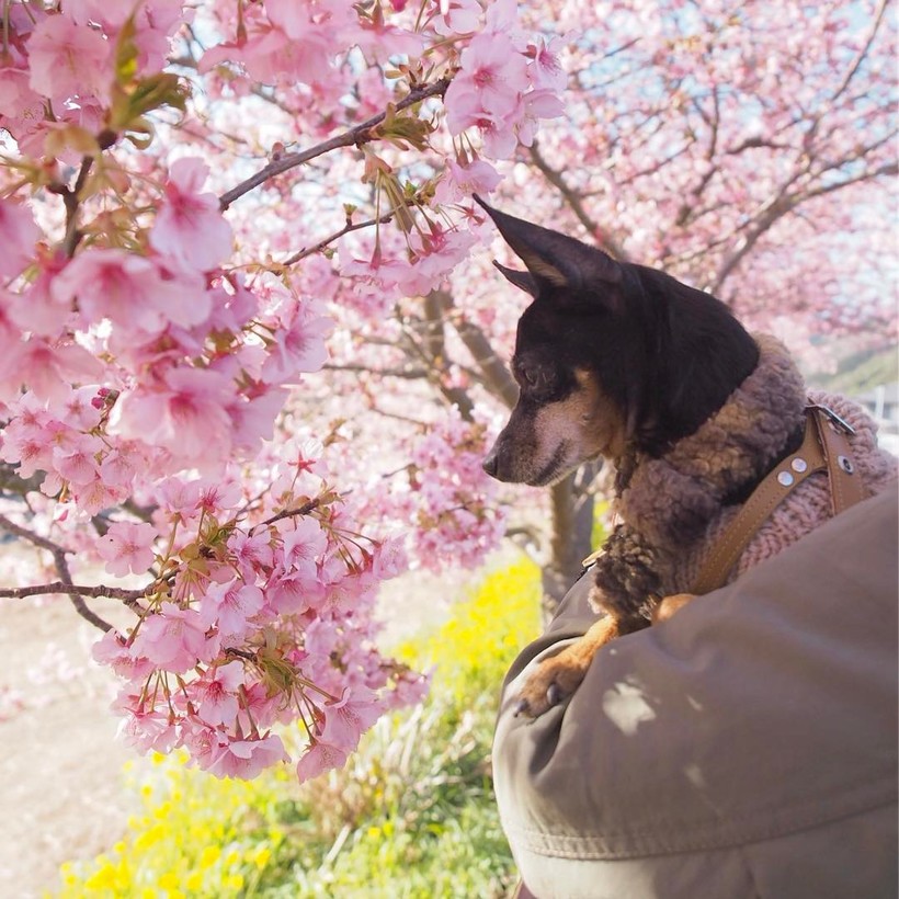 20 завораживающих фото из японского Инстаграма о том, что весна пришла! 