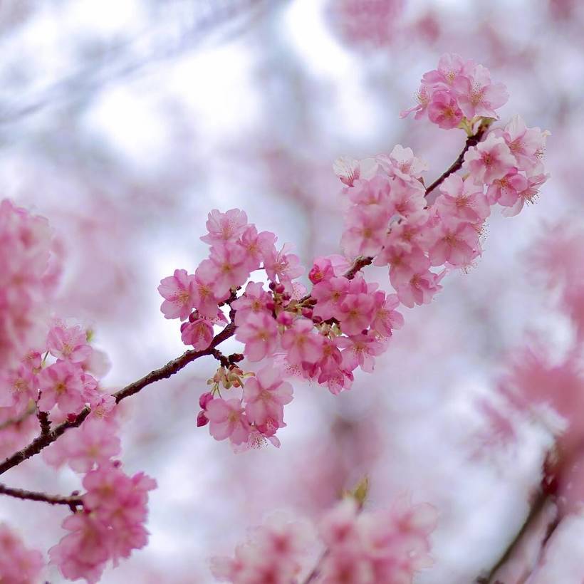 20 завораживающих фото из японского Инстаграма о том, что весна пришла! 