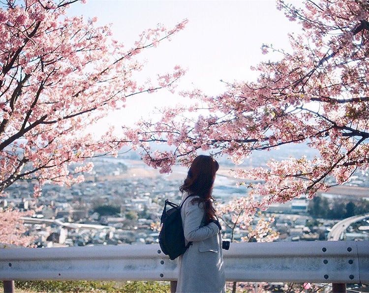 20 завораживающих фото из японского Инстаграма о том, что весна пришла! 