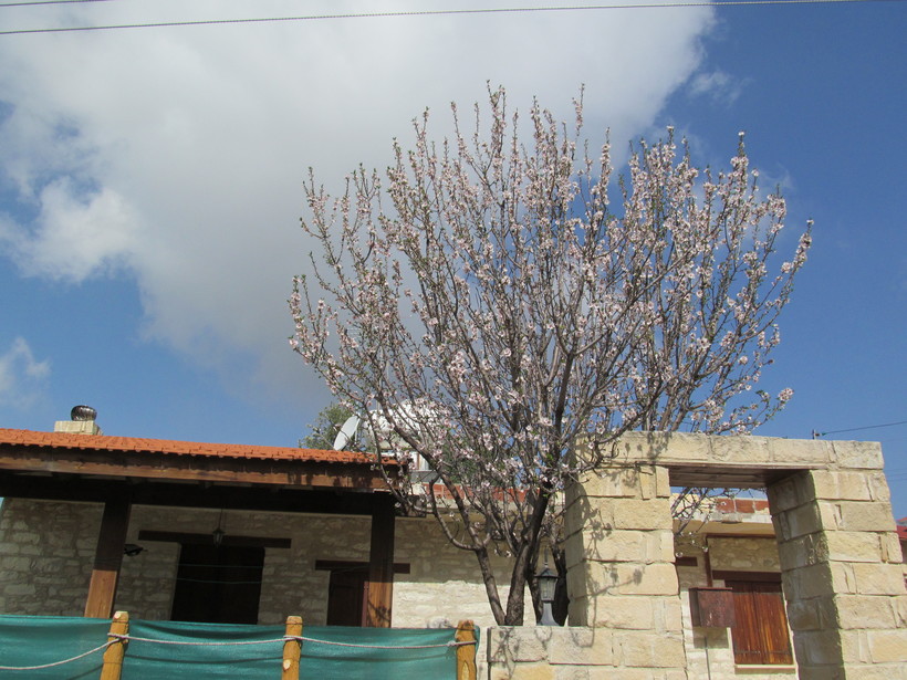 Цветущий миндаль