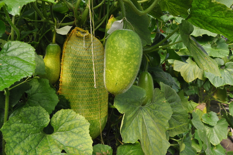 4 экзотических плода из разных уголков мира, которые мы будем есть в скором будущем