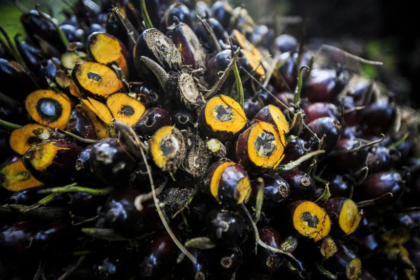 Блог - Как делают пальмовое масло и какой ценой? Как делают пальмовое масло и какой ценой?