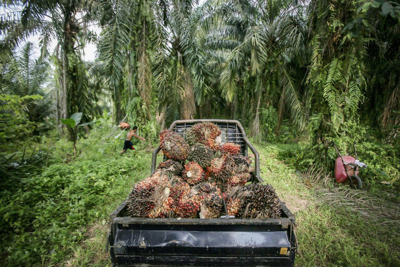 Как делают пальмовое масло и какой ценой?