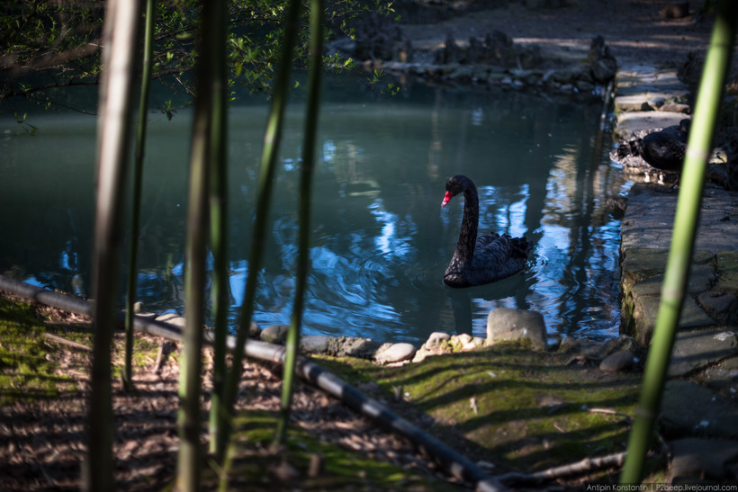 Станции канатной дороги сочинского Дендрария