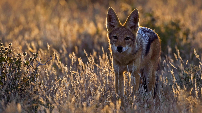 10 невероятных фактов о нашей планете и ее населении, которые кажутся нелепыми