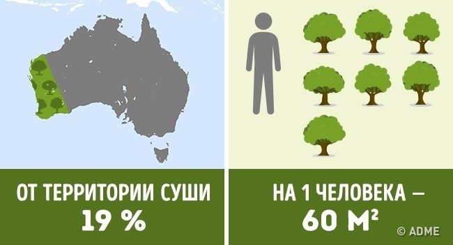 Блог - Сколько деревьев приходится на душу населения в разных странах мира Сколько деревьев приходится на душу населения в разных странах мира