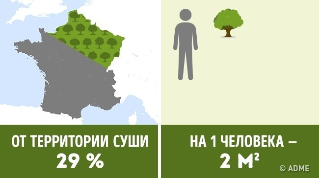 Блог - Сколько деревьев приходится на душу населения в разных странах мира Сколько деревьев приходится на душу населения в разных странах мира