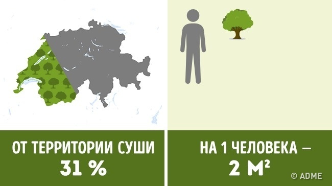 Блог - Сколько деревьев приходится на душу населения в разных странах мира Сколько деревьев приходится на душу населения в разных странах мира