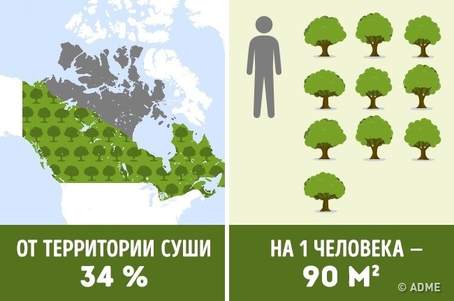 Блог - Сколько деревьев приходится на душу населения в разных странах мира Сколько деревьев приходится на душу населения в разных странах мира