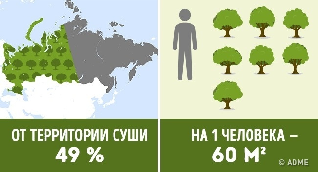 Блог - Сколько деревьев приходится на душу населения в разных странах мира Сколько деревьев приходится на душу населения в разных странах мира