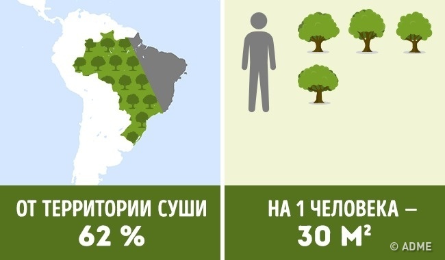 Блог - Сколько деревьев приходится на душу населения в разных странах мира Сколько деревьев приходится на душу населения в разных странах мира