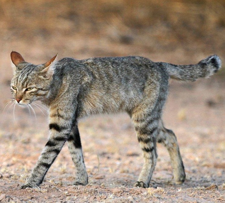 Прародителем современных домашних кошек является африканский подвид дикой к...