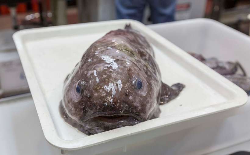 Рядом с Австралией выловили удивительных глубоководных существ 