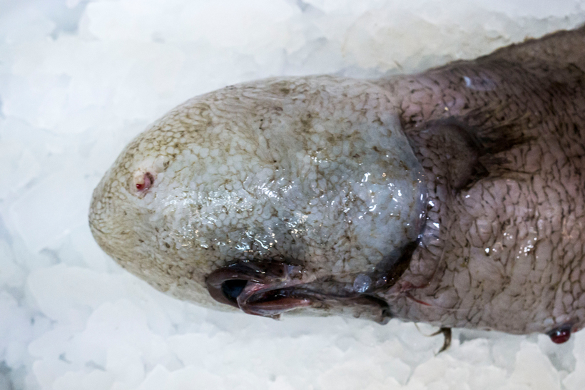 Рядом с Австралией выловили удивительных глубоководных существ 