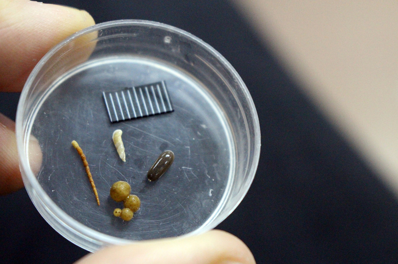 Рядом с Австралией выловили удивительных глубоководных существ 