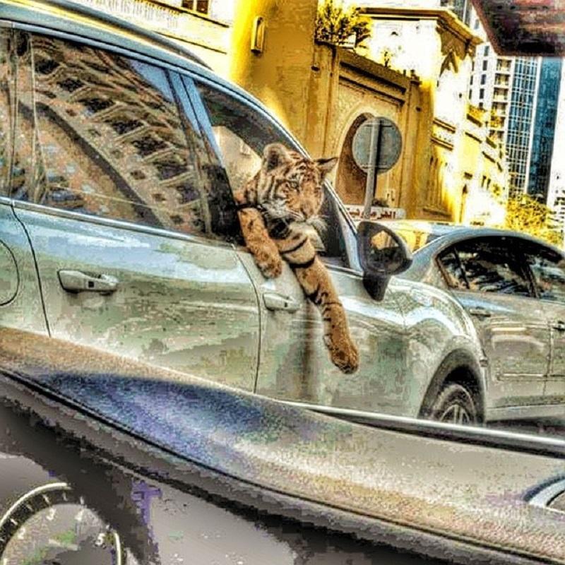 Блог - Причудливый Дубай, который порой так сложно понять Причудливый Дубай, который порой так сложно понять