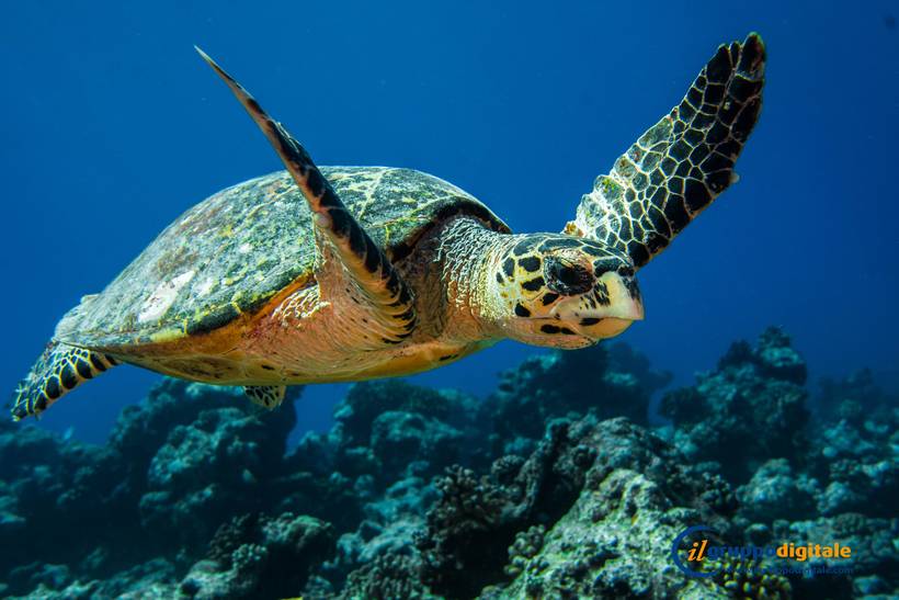 Блог - Новейший островной курорт Dhigali Maldives открылся 1 июня 2017 года Новейший островной курорт Dhigali Maldives открылся 1 июня 2017 года