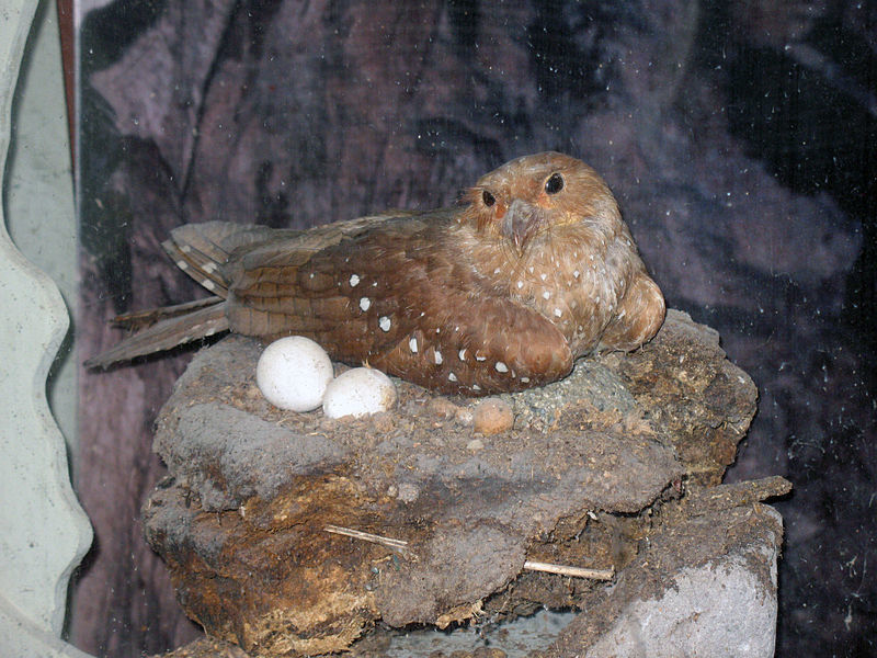 Как «жирная птица» гуахаро поможет создать совершенный дрон