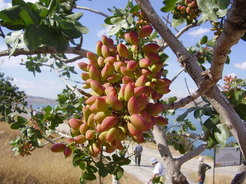 Блог - 15 популярных продуктов до того, как их собрали с деревьев и полей 15 популярных продуктов до того, как их собрали с деревьев и полей