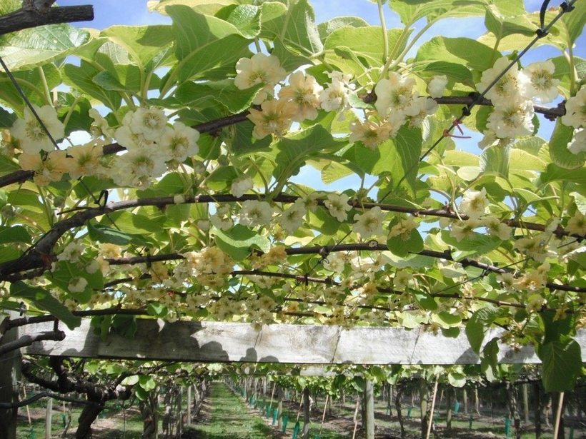 Блог - 15 популярных продуктов до того, как их собрали с деревьев и полей 15 популярных продуктов до того, как их собрали с деревьев и полей