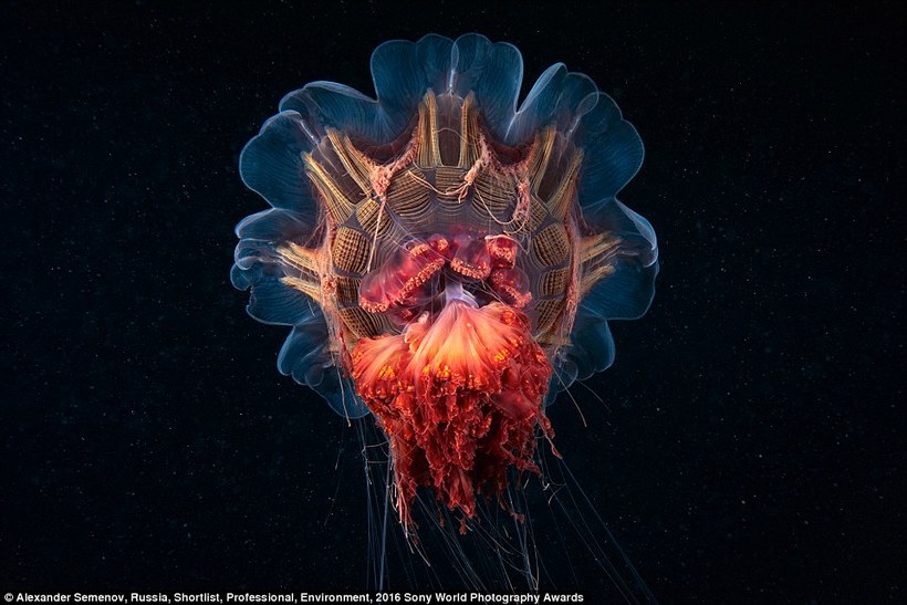 Блог - Конкурс Sony World Photography Awards 2016: фото, которые потрясли мир в прошлом году Конкурс Sony World Photography Awards 2016: фото, которые потрясли мир в прошлом году