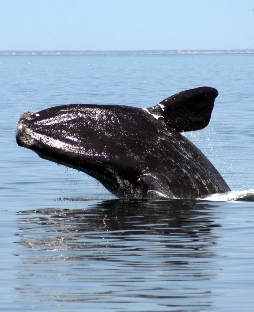 Одиннадцать самых редких животных планеты, которые находятся на грани исчезновения