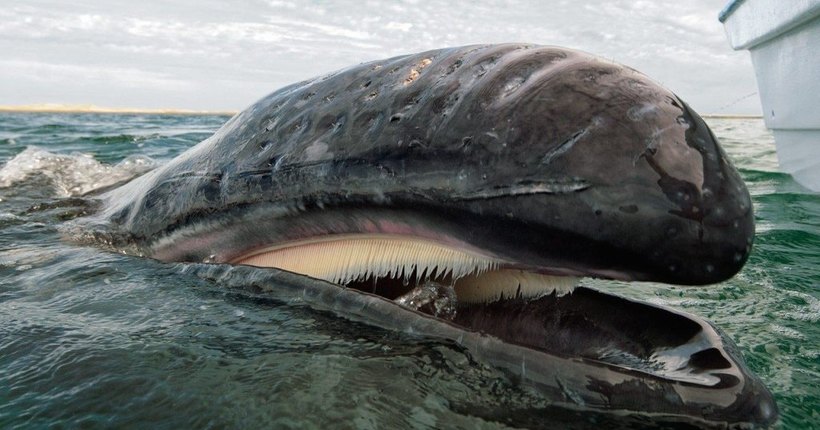 Блог - Как усатые киты потеряли зубы Как усатые киты потеряли зубы