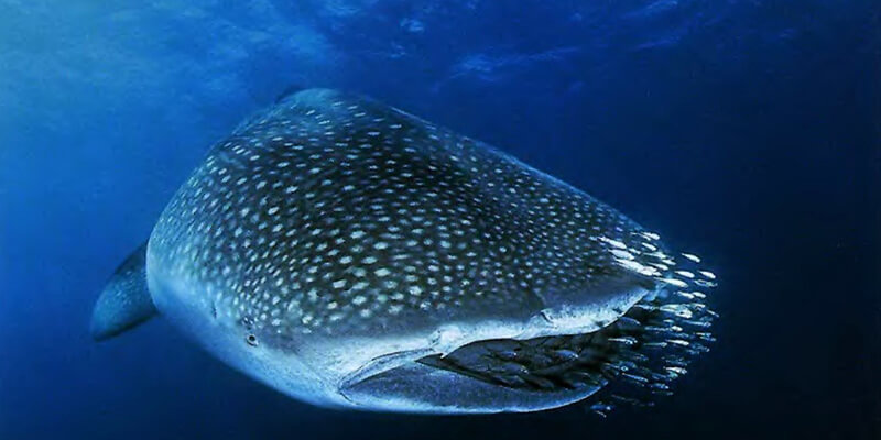 Пять малоизвестных фактов о рыбах