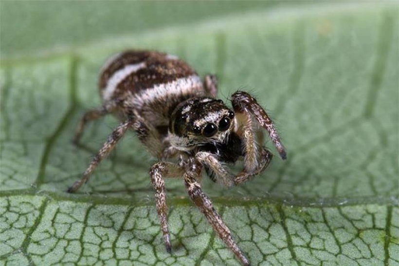 ТОП-7 самых красивых (и ужасных) пауков