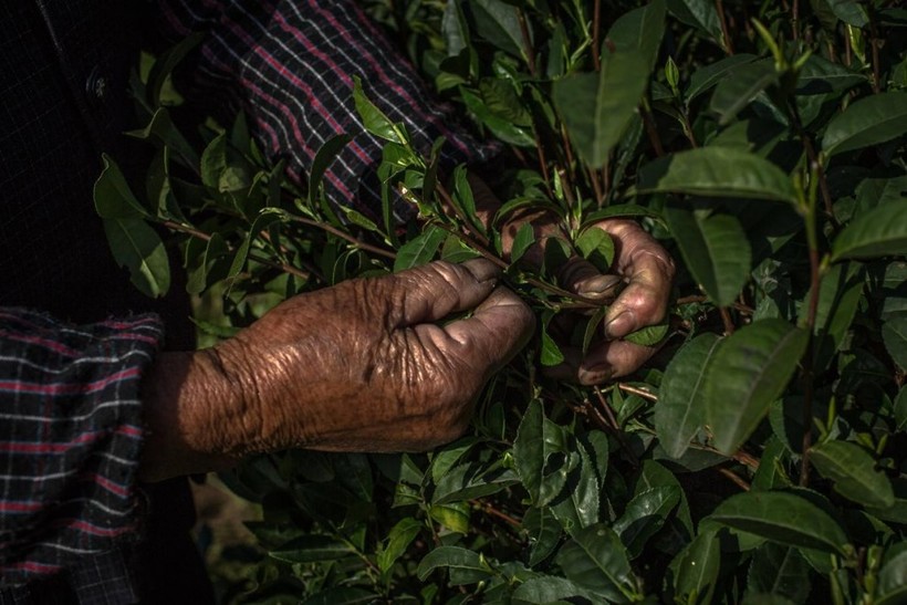 Зеленые моря плантаций Китая, где производят четверть всего чая в мире