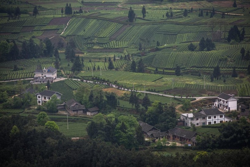 Зеленые моря плантаций Китая, где производят четверть всего чая в мире