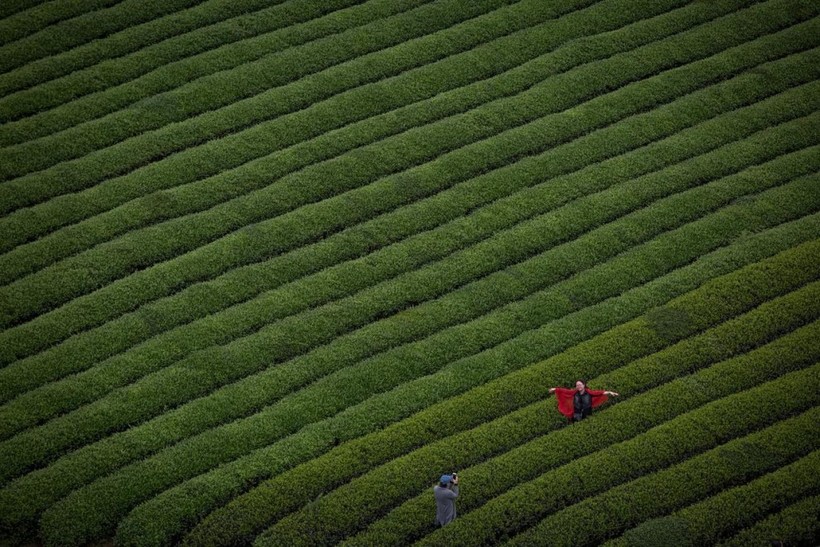 Зеленые моря плантаций Китая, где производят четверть всего чая в мире