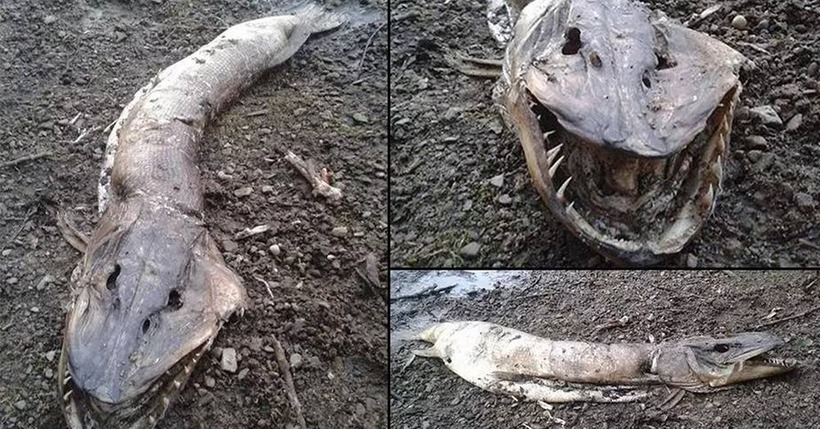 Блог - 13 ужасных существ, которые способны лишить сна 13 ужасных существ, которые способны лишить сна