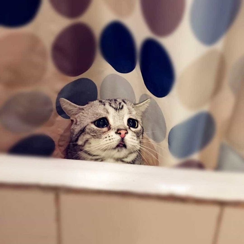 Блог - Луху — самая грустная кошка в мире Луху — самая грустная кошка в мире